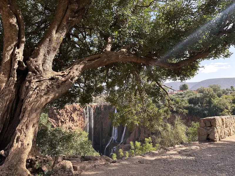 Grand arbre ombrageant le sentier surplombant les cascades d’Ouzoud