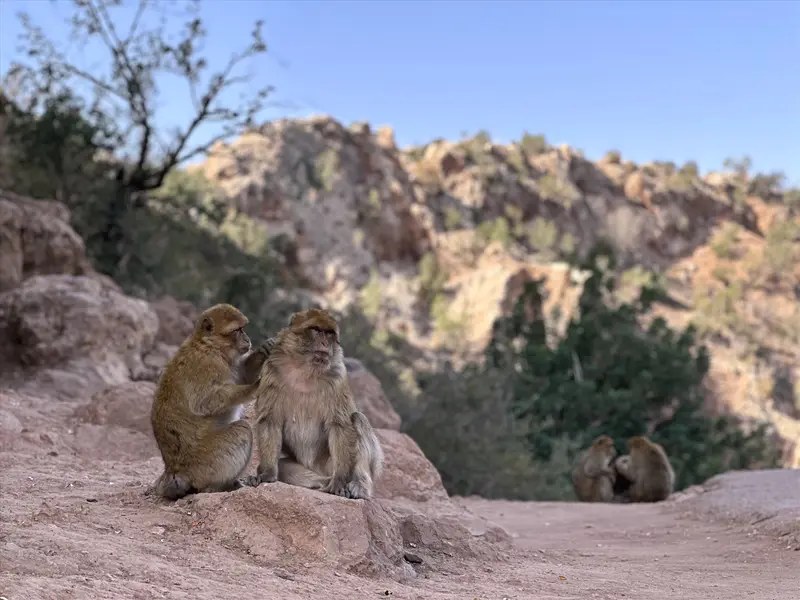 Singes de Barbarie sur un rocher près des cascades d’Ouzoud
